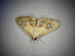 Nosophora semitritalis