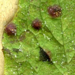 Puccinia lapsanae