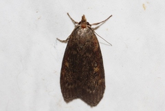 Lamoria imbella
