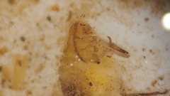 Siphonaptera