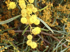 Acacia saligna