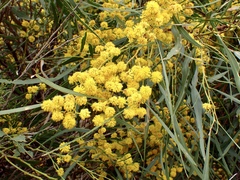 Acacia saligna