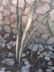 Sansevieria aethiopica