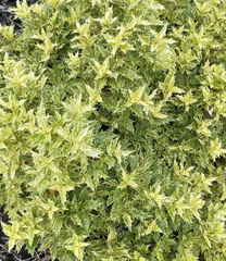 Osmanthus heterophyllus
