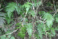 Blechnum occidentale