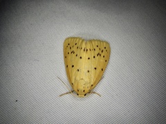 Stigmatophora flava leacrita