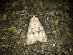 Bryophilina mollicula