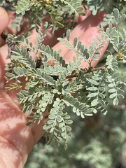 Prosopis palmeri