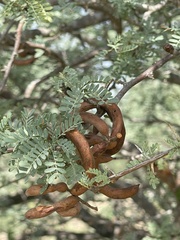 Prosopis palmeri