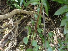 Pseudopanax crassifolius