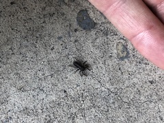 Platycryptus californicus
