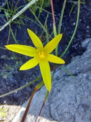 Hypoxidaceae