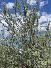 Prosopis palmeri