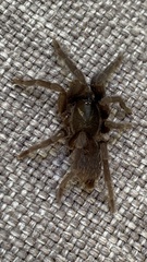 Selenocosmiinae