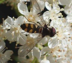 Syrphidae