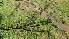 Cotoneaster pannosus