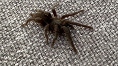 Selenocosmiinae