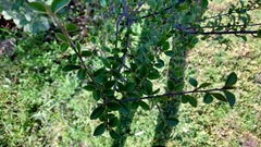 Cotoneaster pannosus