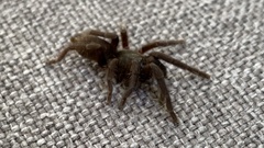 Selenocosmiinae