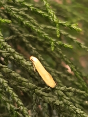 Philobota protecta