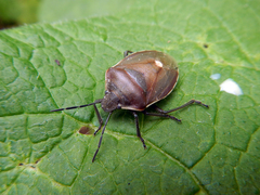 Chlorochroa pinicola