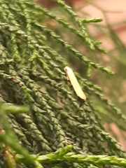 Philobota protecta
