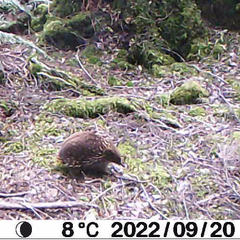 Tachyglossus aculeatus setosus