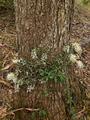 Dendrobium linguiforme