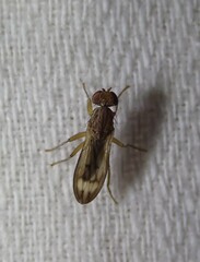 Opomyza