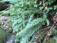 Polystichum hancockii