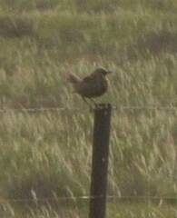 Cincloramphus cruralis