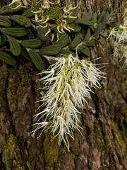 Dendrobium linguiforme