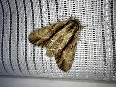 Shaka atrovittatus