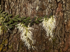 Dendrobium linguiforme