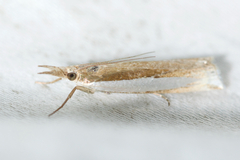 Crambus leachellus