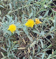 Hypericum prolificum