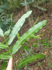 Atalaya multiflora