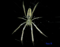 Larinia directa