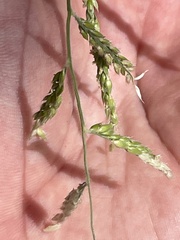 Eriochloa