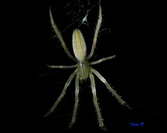 Larinia directa