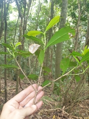Ixora beckleri
