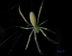 Larinia directa