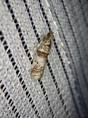 Acrobasis rubrizonella
