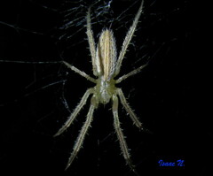Larinia directa