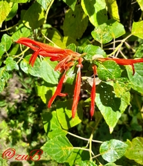 Salvia pubescens