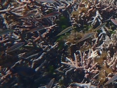 Stethojulis interrupta