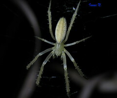 Larinia directa