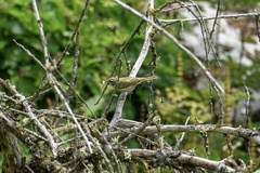Phylloscopus