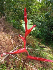 Heliconia irrasa