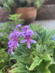 Pelargonium citronellum